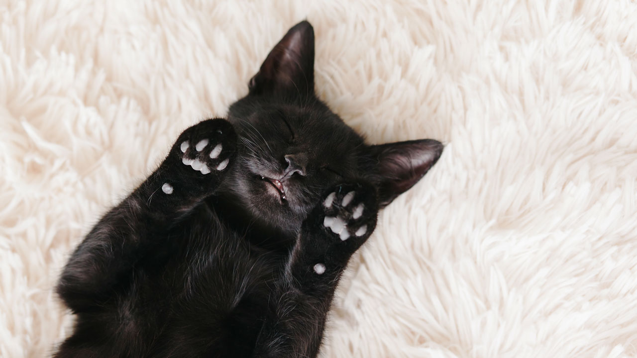 F&uuml;r ein sch&ouml;nes und gl&auml;nzendes Fell