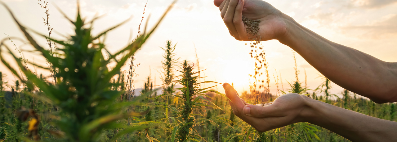 Che cos'&egrave; il THC (tetraidrocannabinolo)? Significato & Effetto