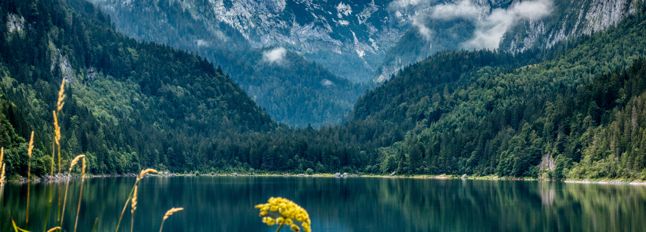 Cos'&egrave; l'olio di CBD a spettro completo?