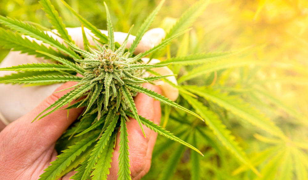 Dov'&egrave; contenuto il THC (tetraidrocannabinolo)?