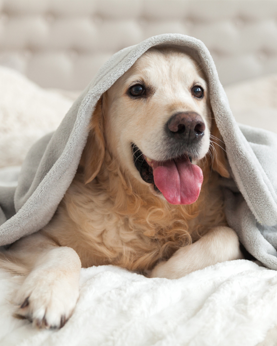 Differenza tra oli di canapa CBD per cani e gatti e oli VET Differenza tra oli di canapa CBD per cani e gatti e oli VET